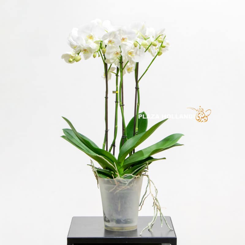 single orchid plant