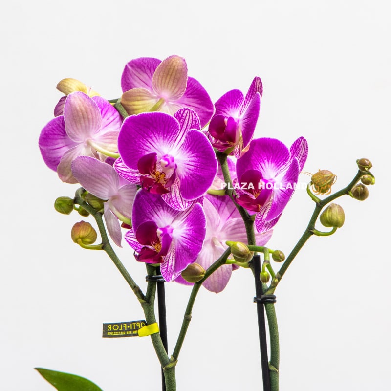 Purple orchid in white pot