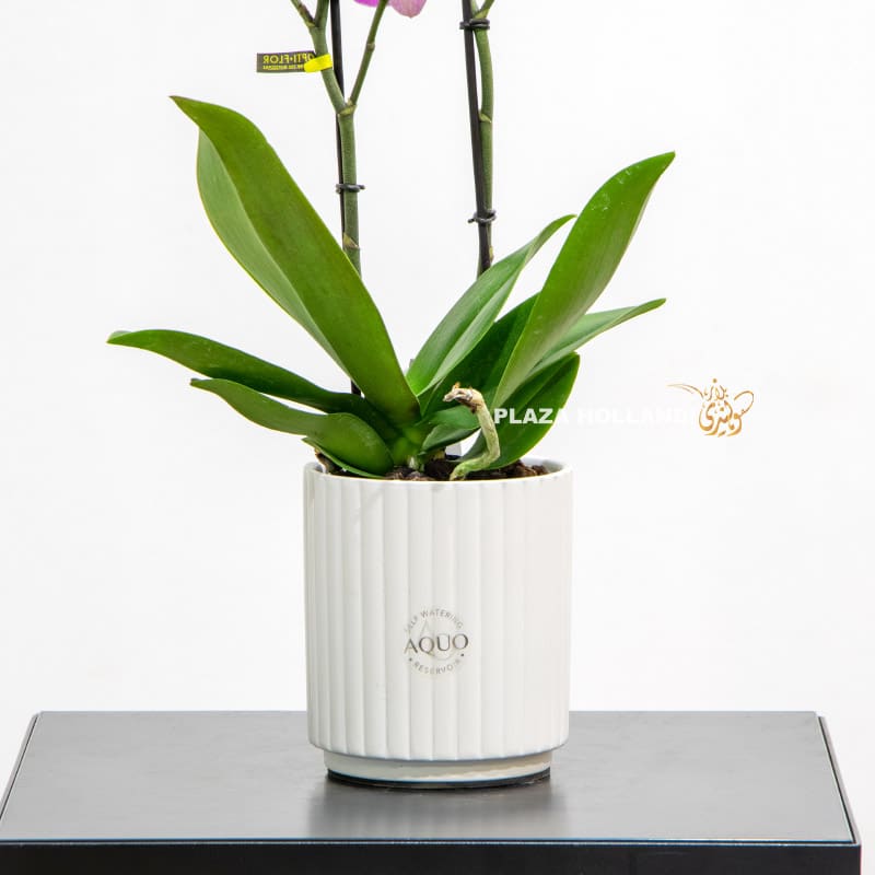Purple orchid in white pot