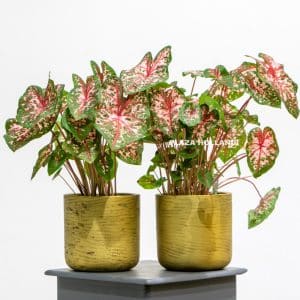 Red and green caladium plants