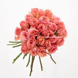 25 coral coloured roses