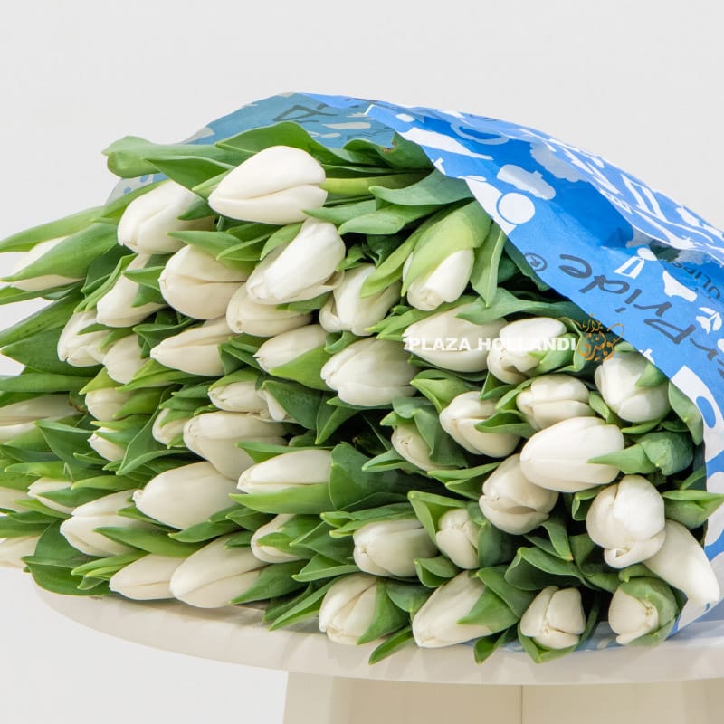50 stems of white tulips