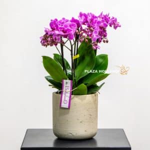 Purple miniature phalaenopsis orchid