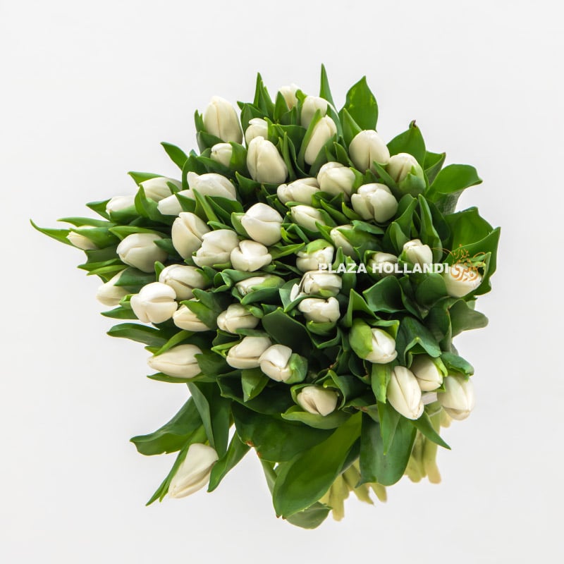 50 stems of white tulips