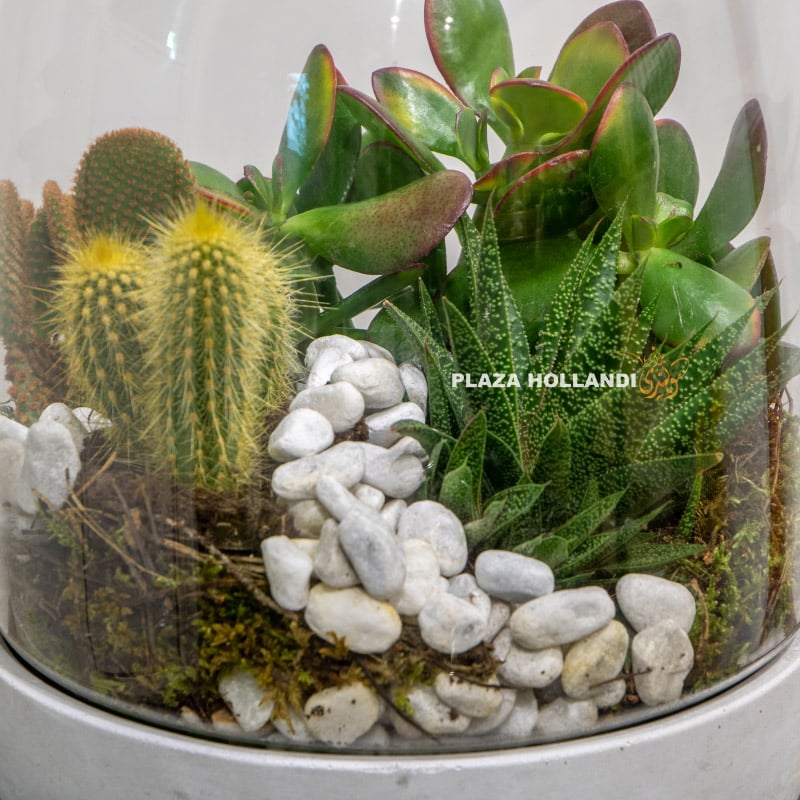 Succulent garden with moss and stones