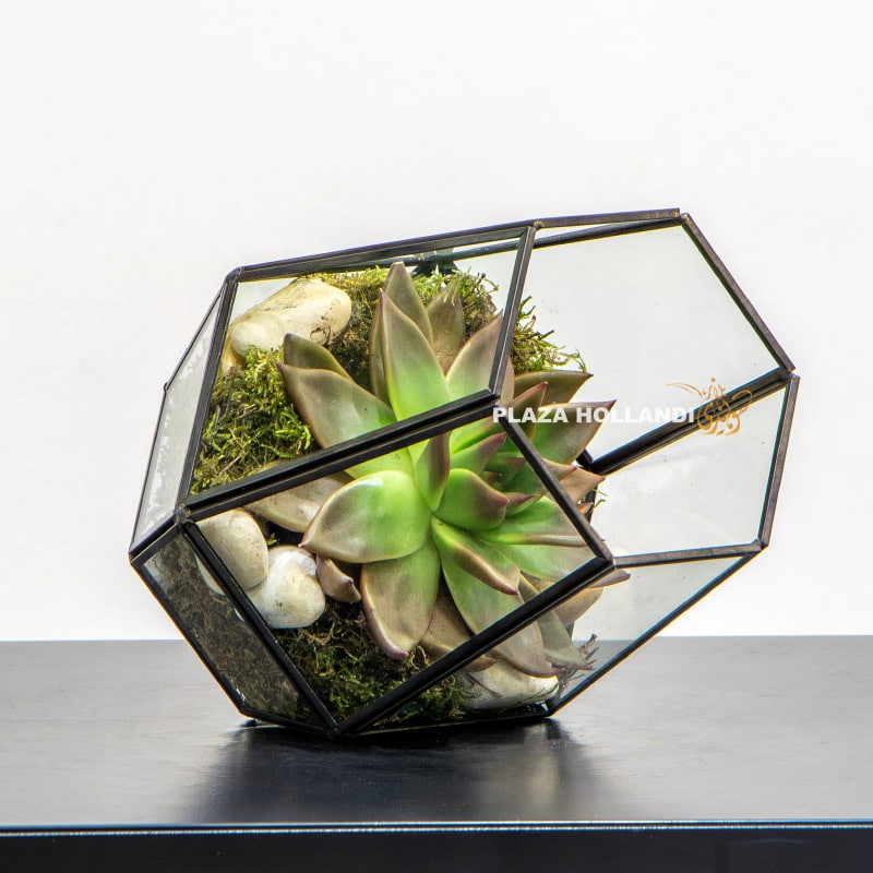 Glass Terrarium with succulent