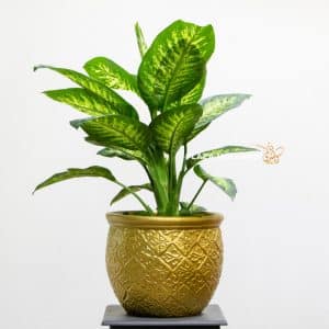 Dieffenbachia in a gold pot