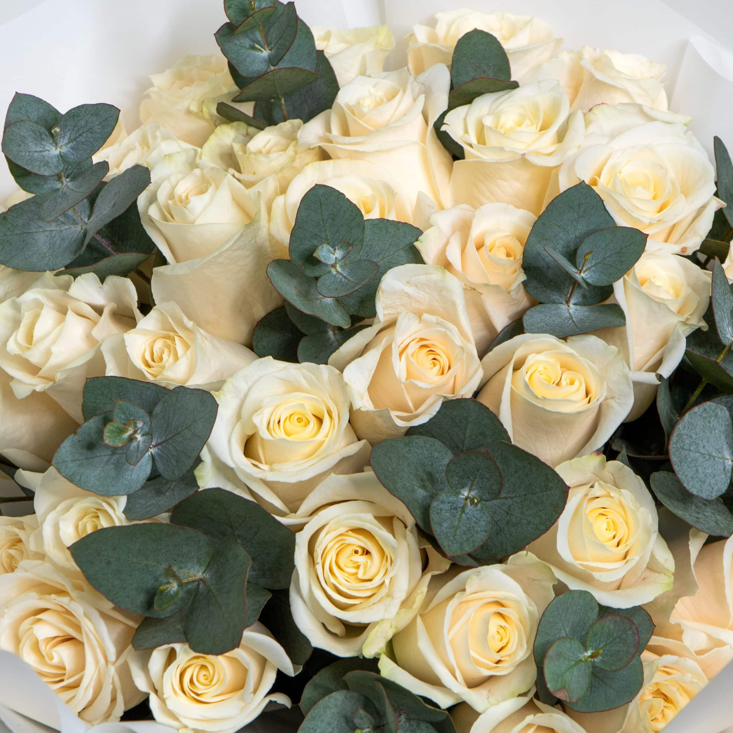 What White Roses Mean and How to Grow Them