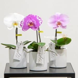 Three orchids in white pots