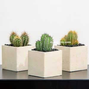 three cacti plants