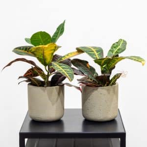 Two Croton Plants In A white Pots
