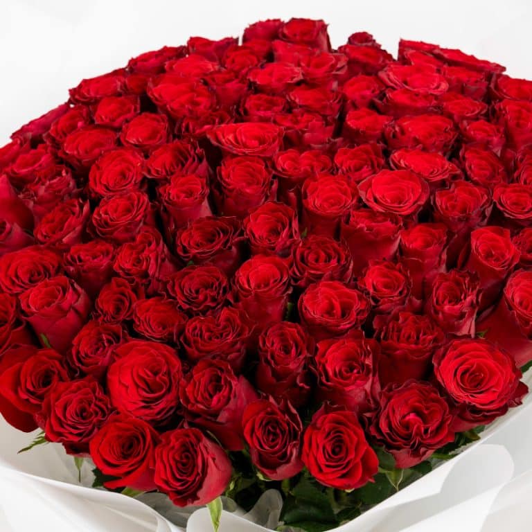 100 Kenyan Red Roses Bouquet in Qatar | Plaza Hollandi