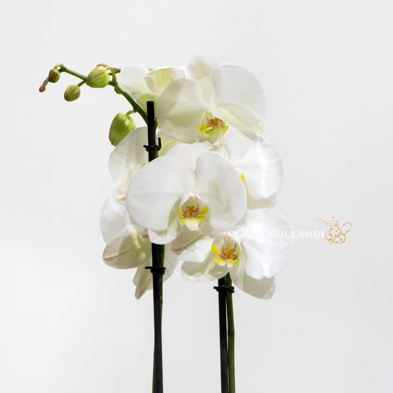 Single White Phalaenopsis Orchids In A Pot