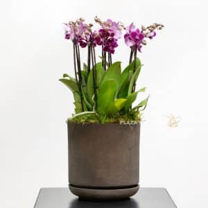 Purple Orchids Planted In A Gray Pot