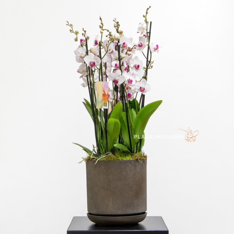 Three Phalaenopsis Orchid Plants In A Grey Pot.