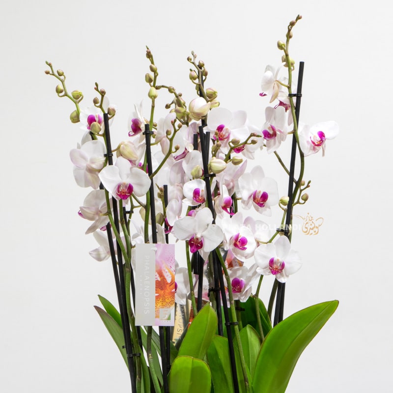 Three Phalaenopsis Orchid Plants In A Grey Pot.