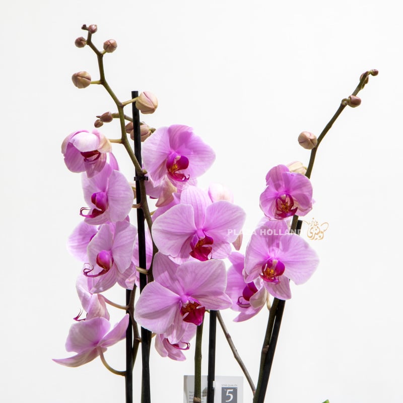 Single Pink Phalaenopsis Orchids In A Pot
