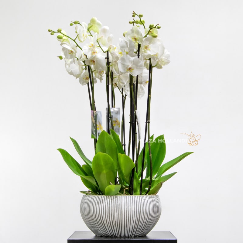 Four White Phalaenopsis Orchids In a Pot