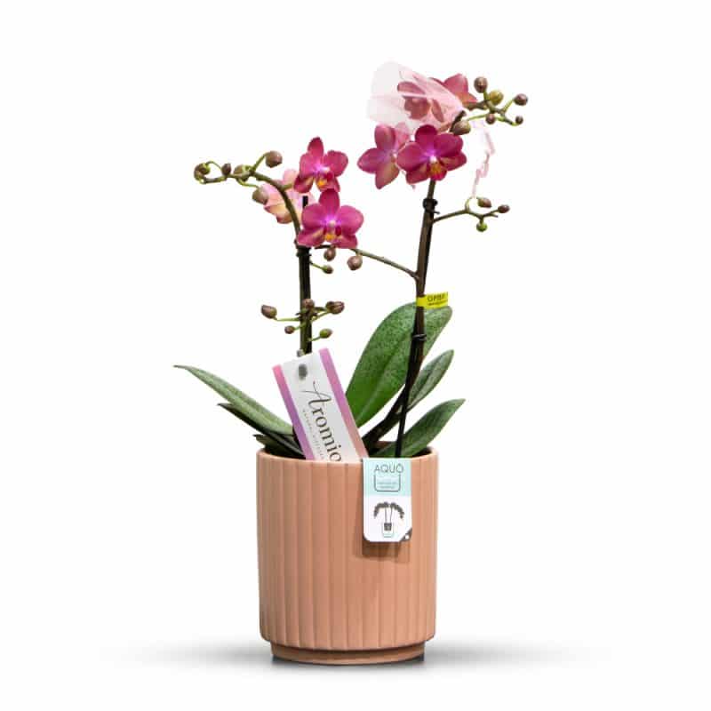 Orchid in a Peach Color Pot