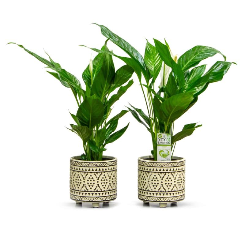 Two Spathiphyllums in White Designer Pots