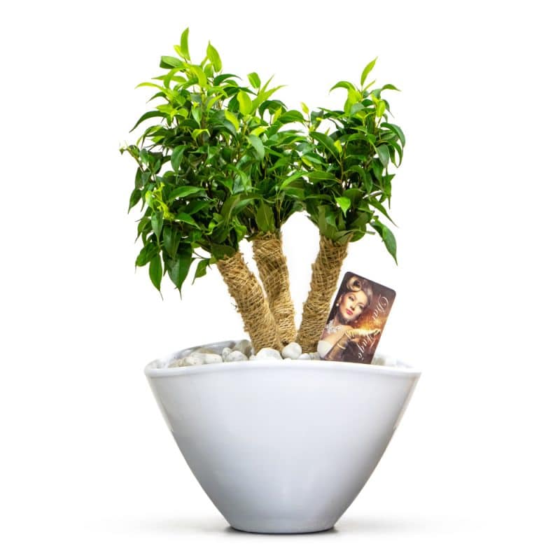 Ficus Plant in a White Pot