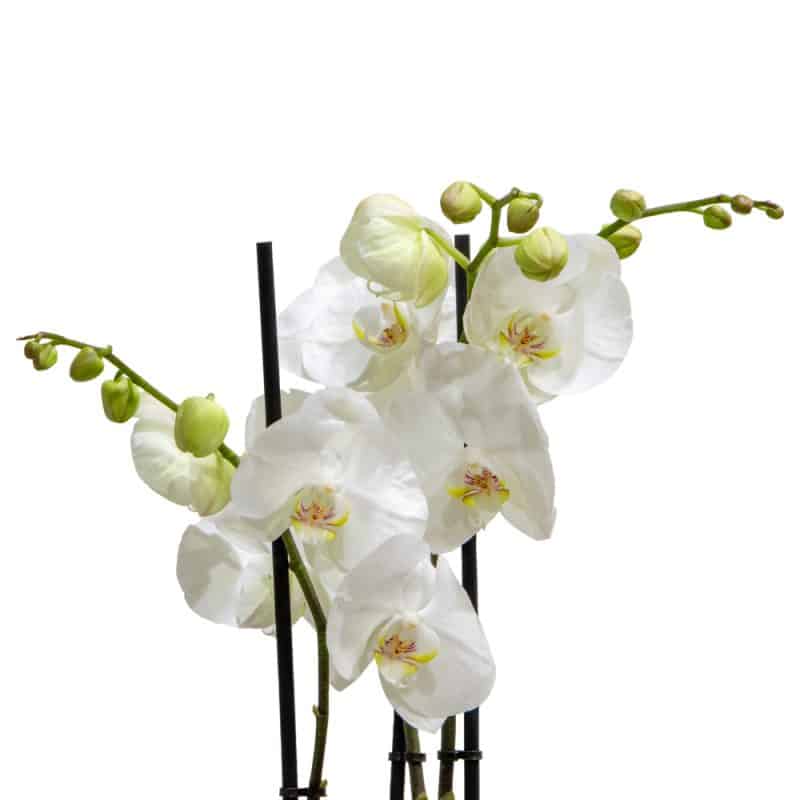 White Orchid in a Blue Designer Pot