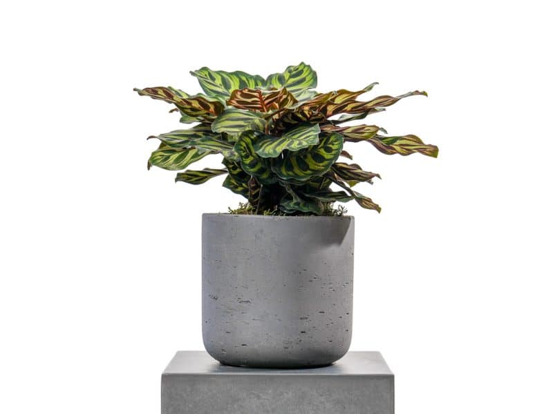 Calathea plant in Grey Pot