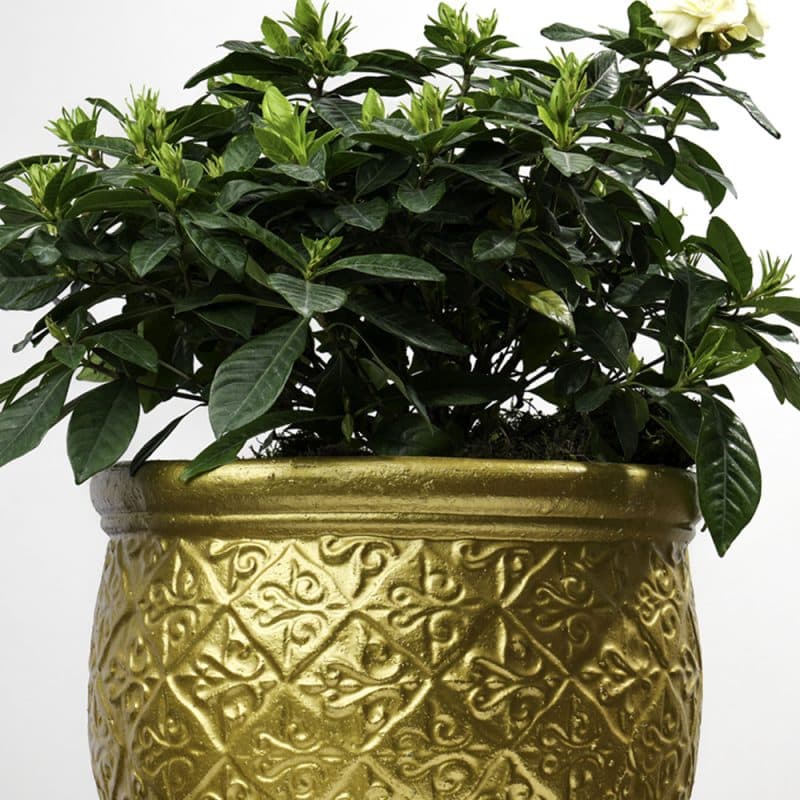 Golden Pot Gardenia