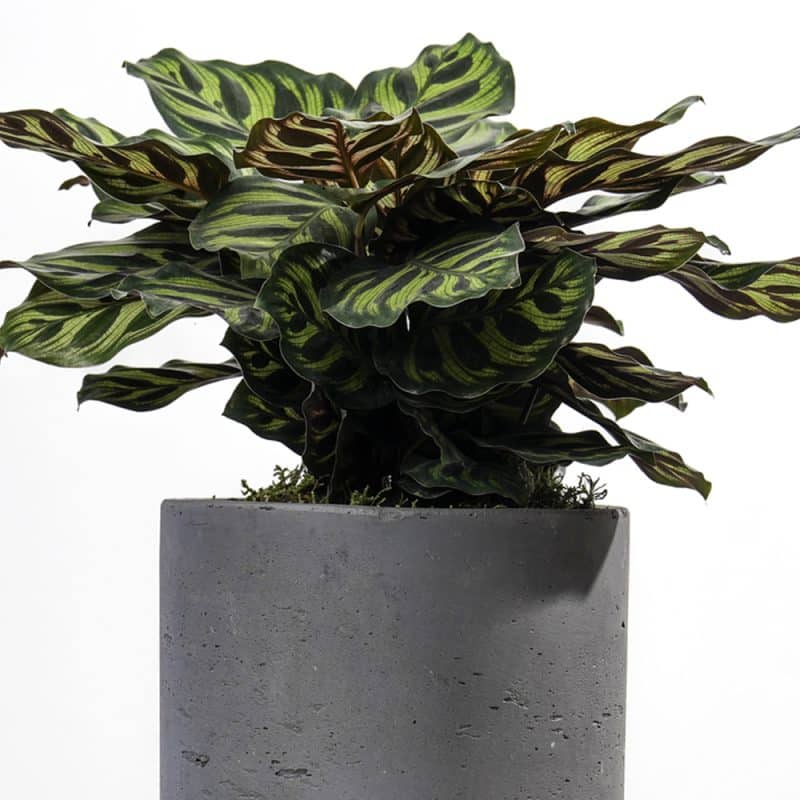 Calathea plant in Grey Pot