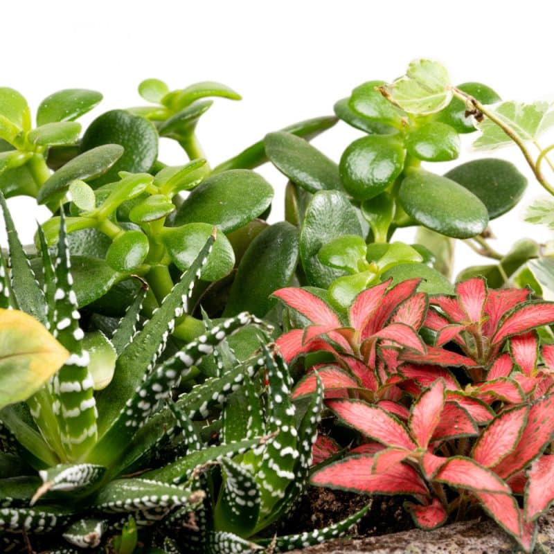 Haworthia and Fittonia Harmony In a Pot