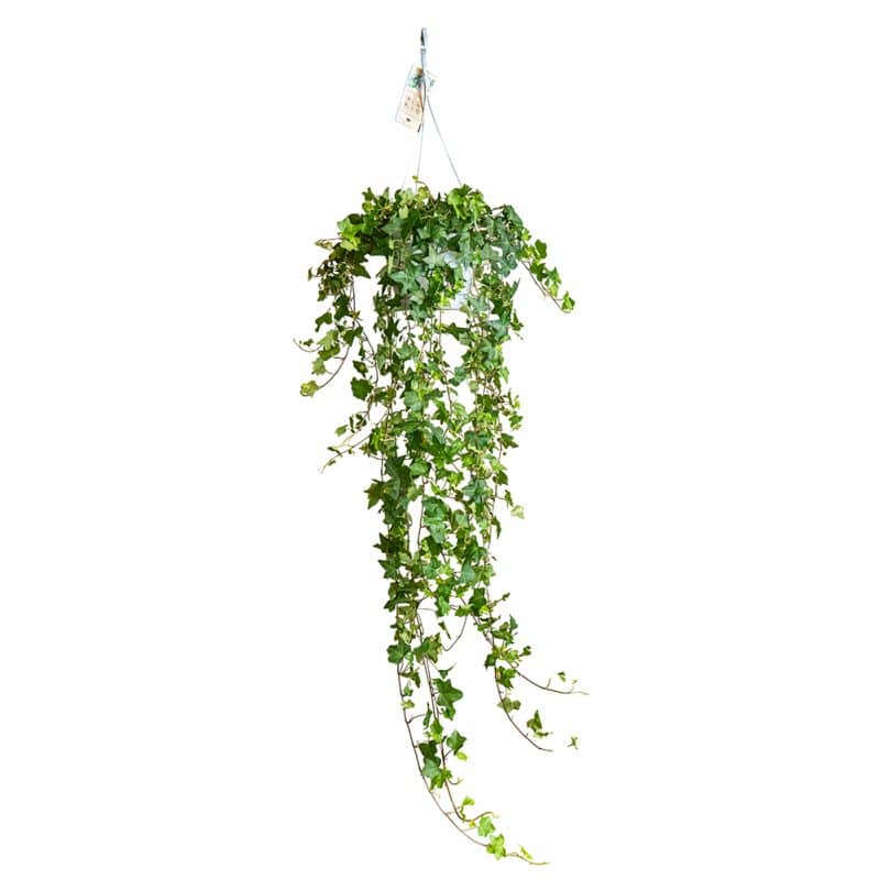 Hanging Hedera Haven