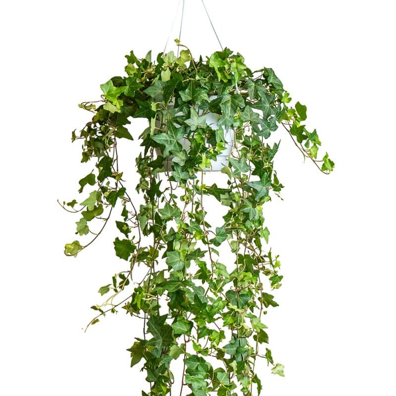 Hanging Hedera Haven