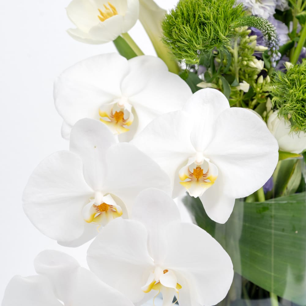 3.5 Baby Boy : Tulips, Roses with Pistachio Filled Chocolates