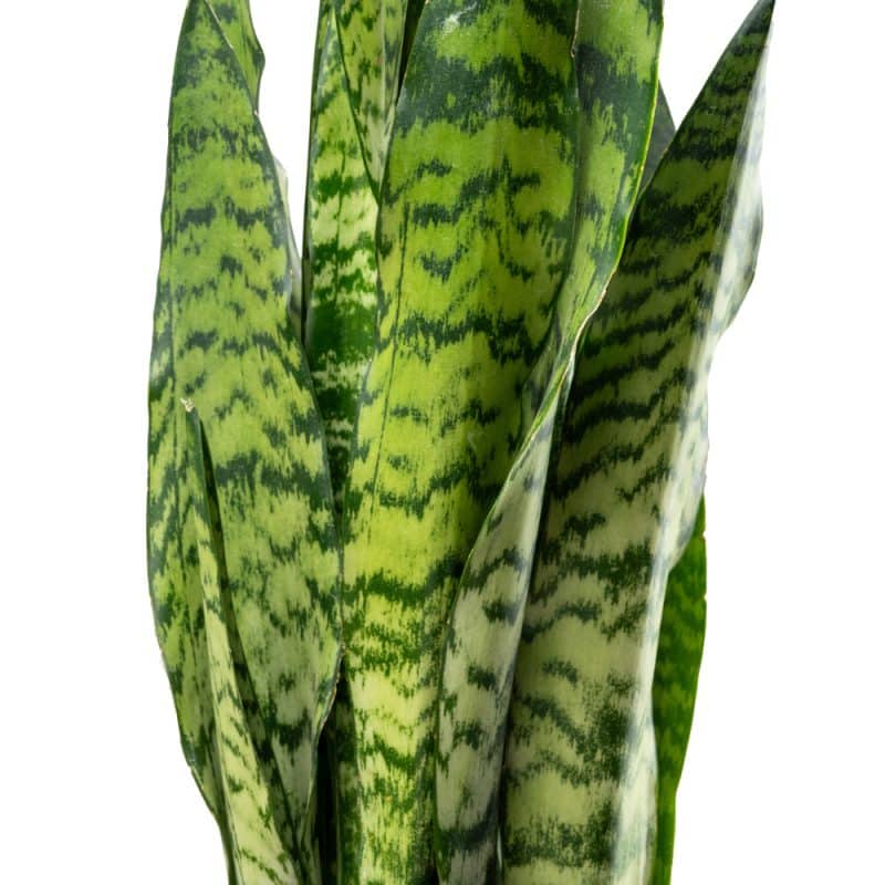 Sansevieria In a Pot - Height 90CM