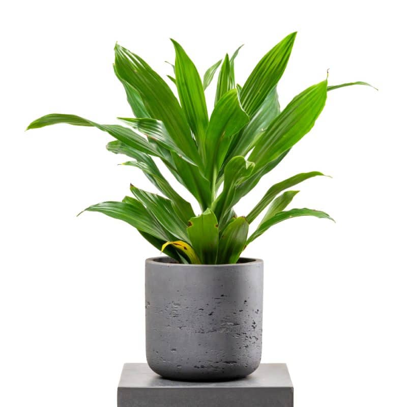 Dracaena Fragrans Green Haven Pot