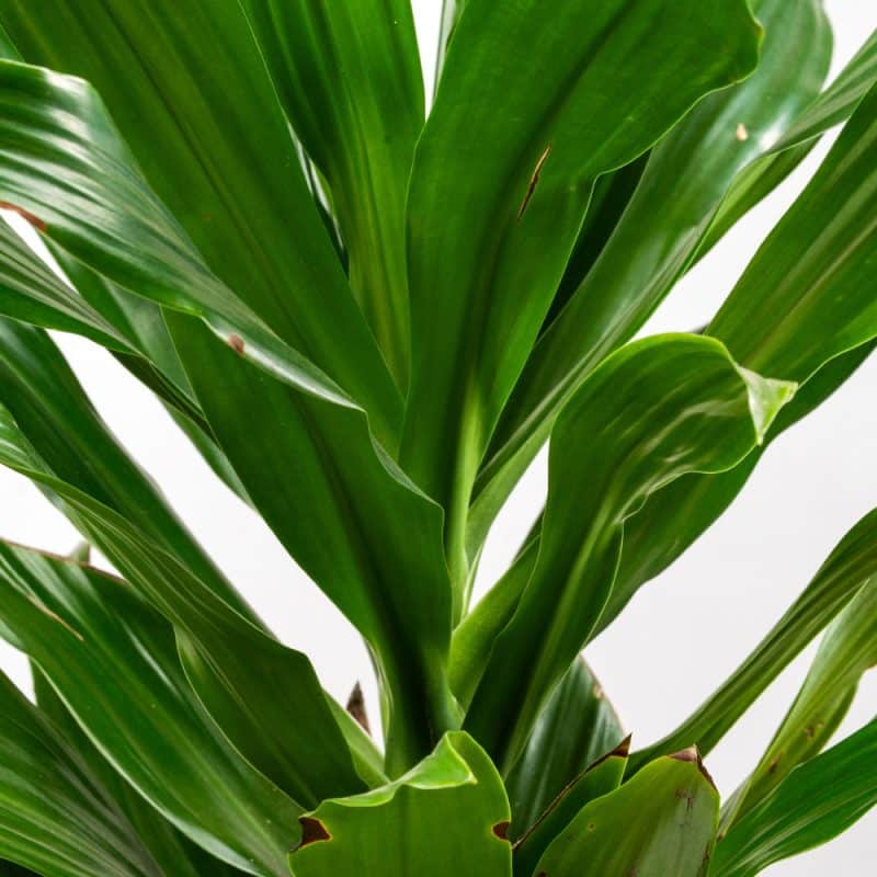 Dracaena Fragrans Green Haven Pot