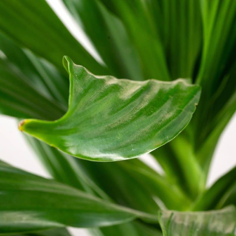 Dracaena Fragrans Green Haven Pot