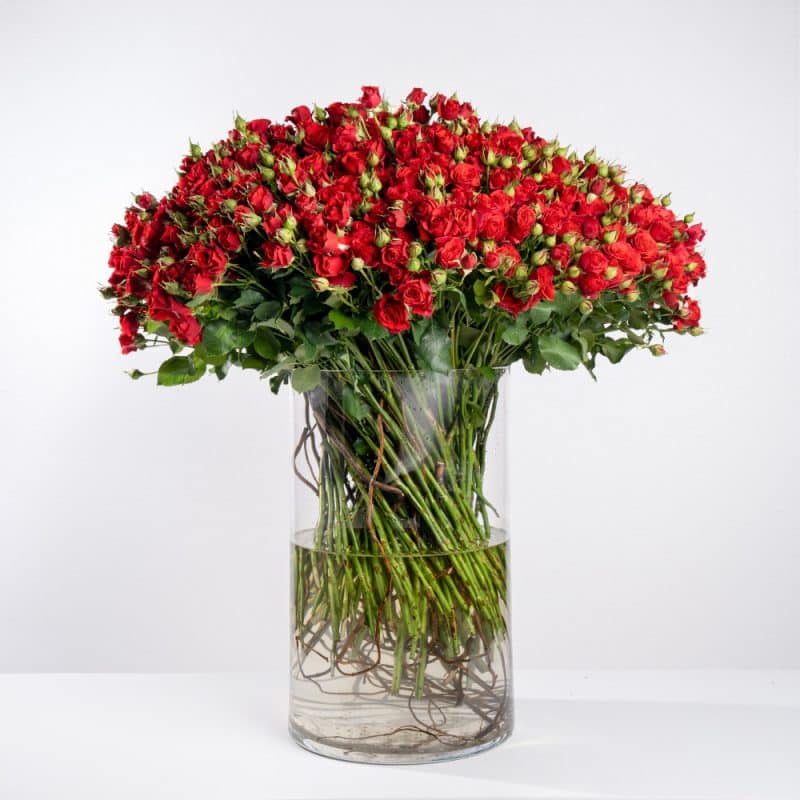 Ruby Cascade: 125 Red Baby Roses in Clear Glass Vase