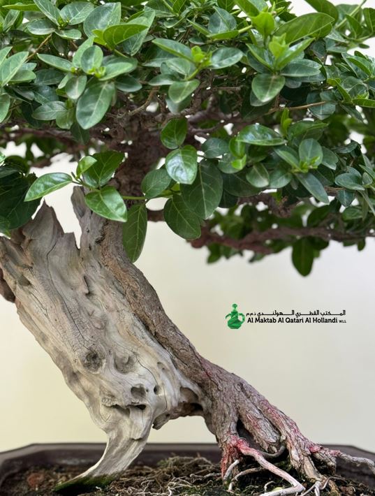 830bccc0-439f-4963-aa9c-71bffd3dc3bf Ficus Bonsai