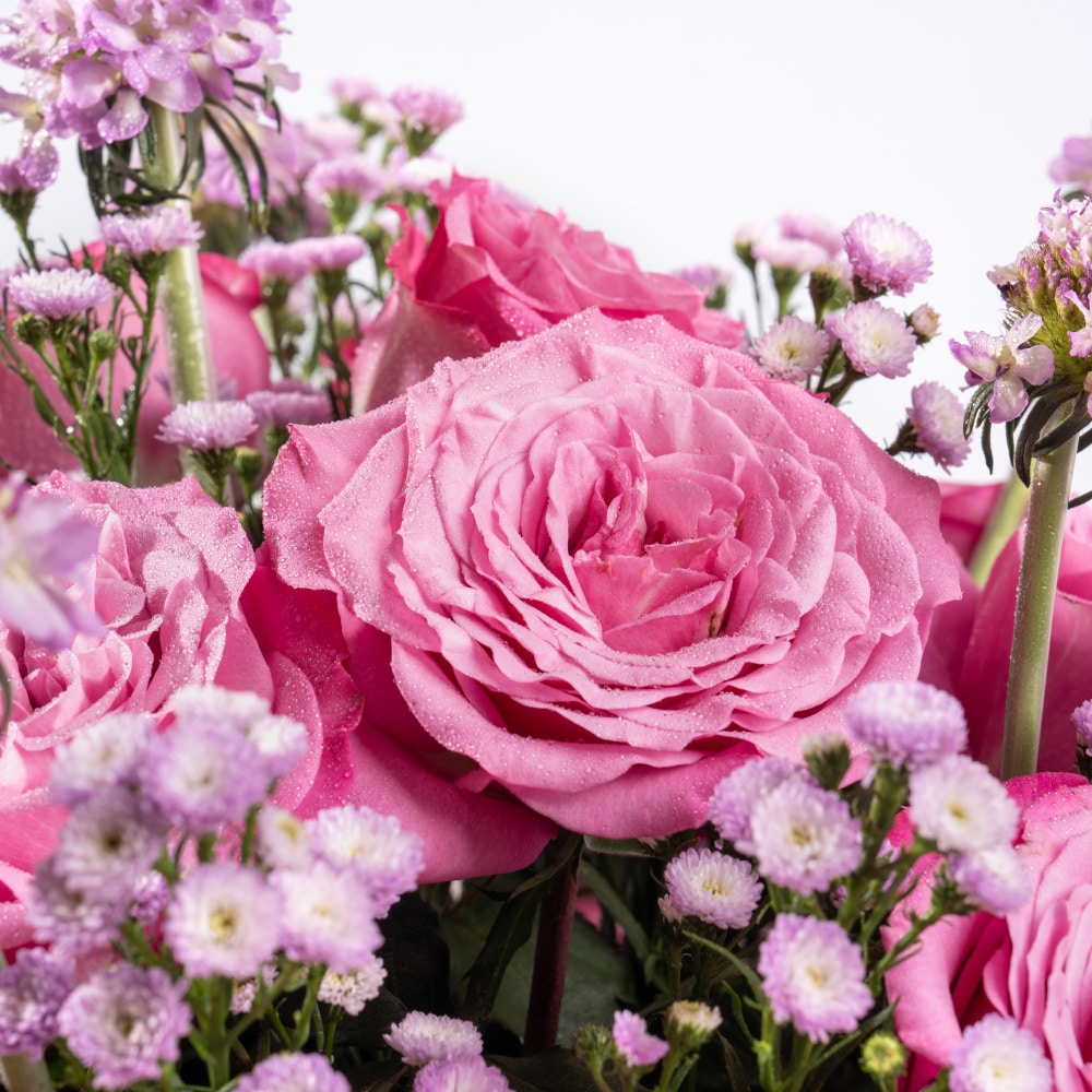 7.3 Rose, Aster and Scabiosa Bliss