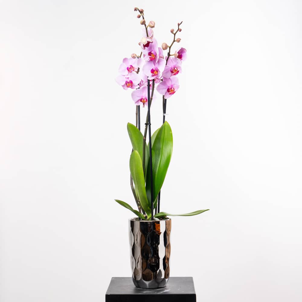 DSC06111 Phalaenopsis