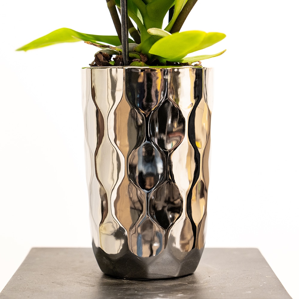 DSC06138-1 Pink Phalaenopsis Orchid in Textured Sliver Pot Edition