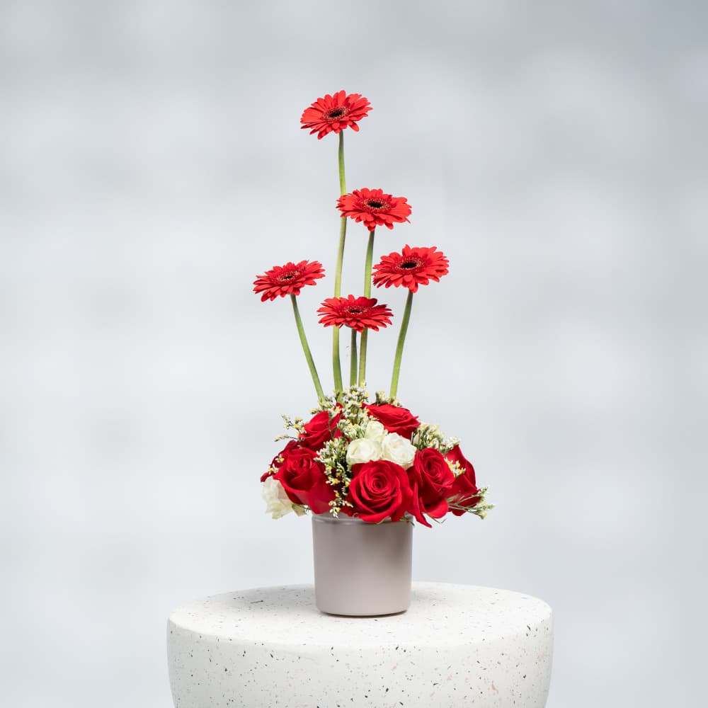 A25 Elegant Red Gerbera & Rose Bouquet with White Baby Roses & Limonium in Pot (H 40 cm)