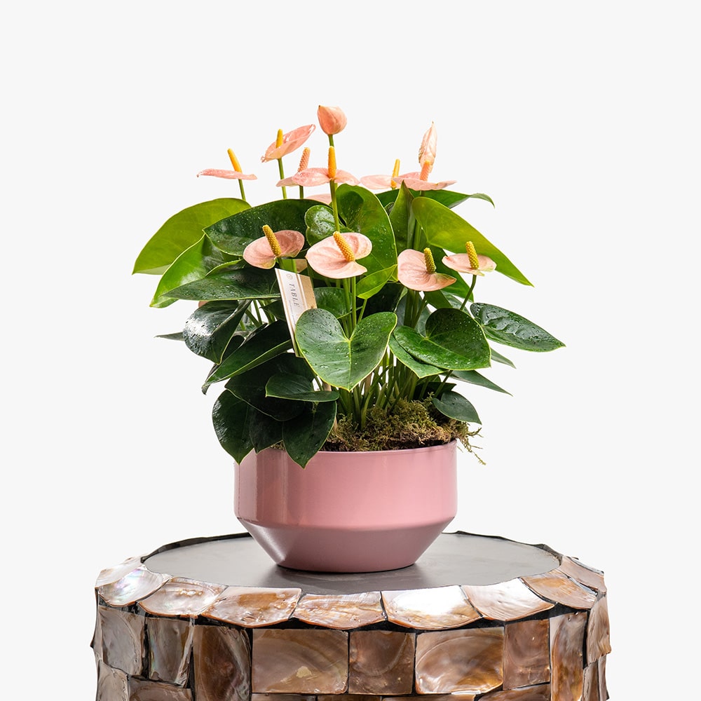 1 Light Pink Anthurium Plant in Pink Ceramic Pot – 30cm