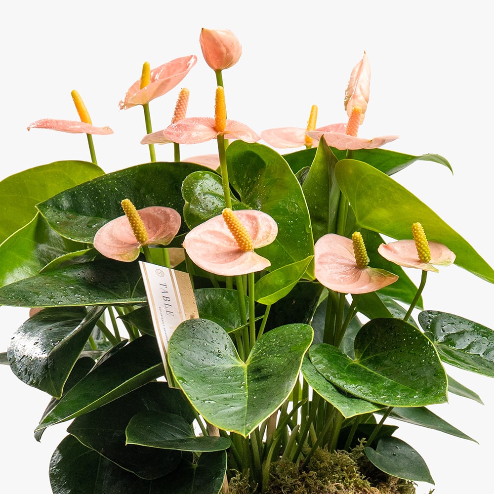 1.2 Light Pink Anthurium Plant in Pink Ceramic Pot – 30cm