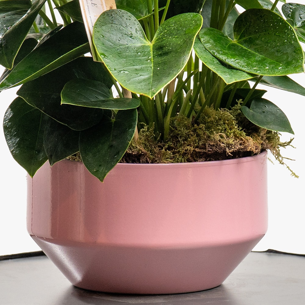 1.3 Light Pink Anthurium Plant in Pink Ceramic Pot – 30cm