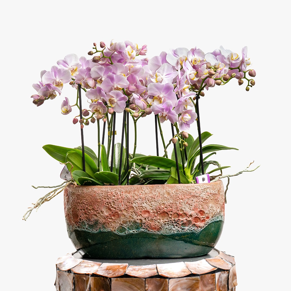 10 2 Pink Phalaenopsis Multiflor Orchids in Ceramic Vase – 45cm