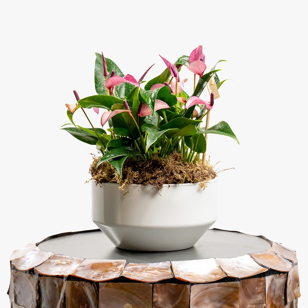 4 Purple Anthurium Plant in White Ceramic Pot – 30cm