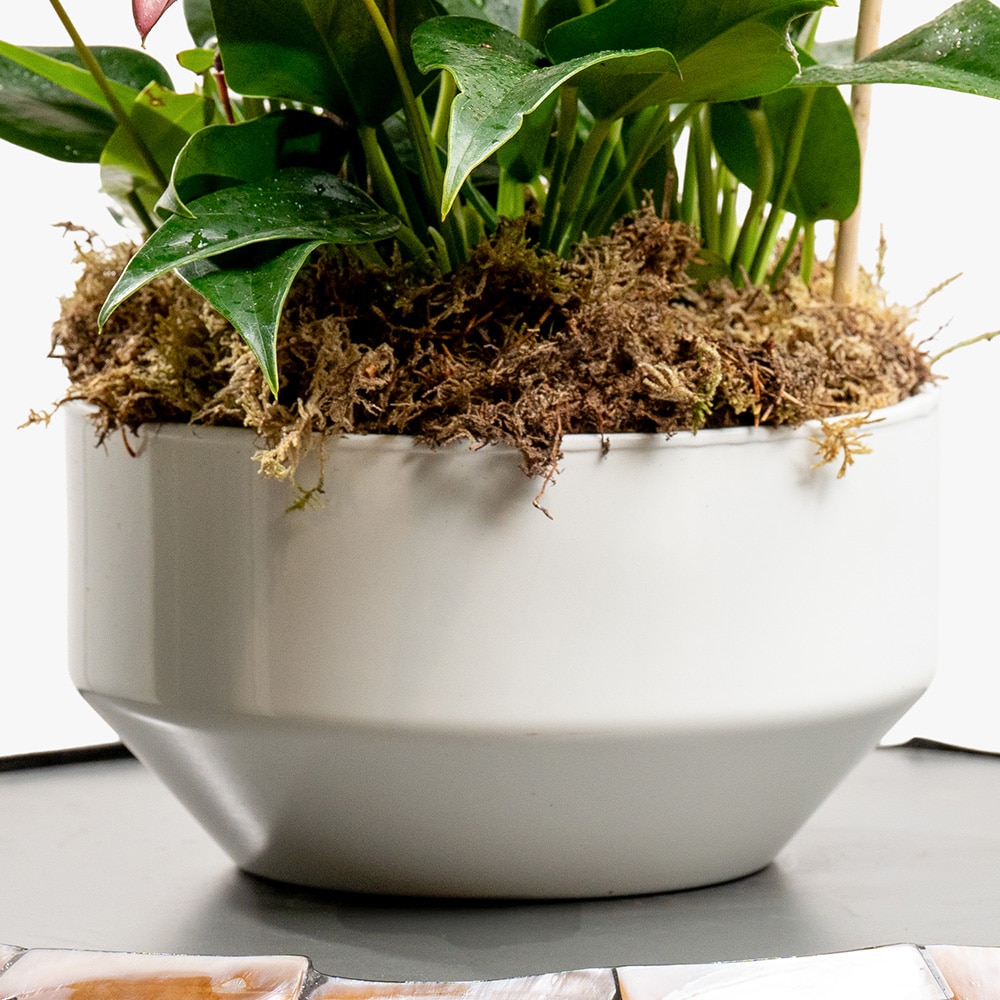 4.3 Purple Anthurium Plant in White Ceramic Pot – 30cm