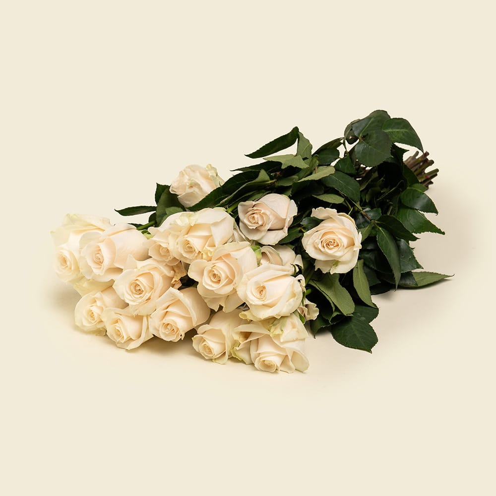 25 Off-White Roses Bunch